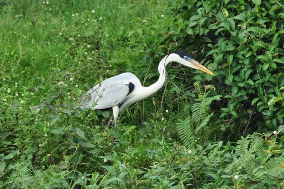 Uma Garça Morena, no Hato El Cedral, na região dos llanos venezuelanos, perto da cidade de Mantecal